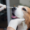 Detección rápida con el Test de Giardia y Pavovirus en perros