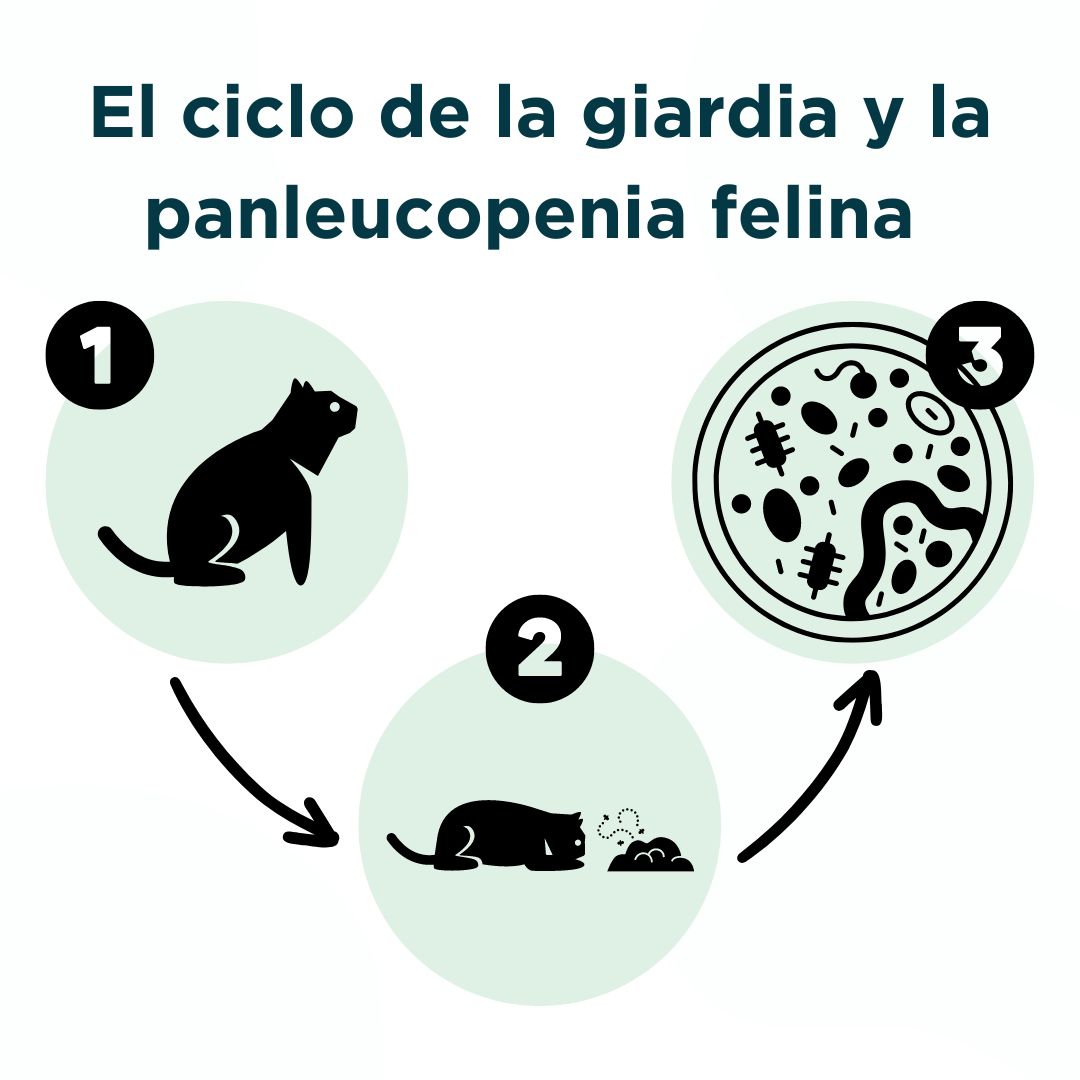2 Test Accudoctor Panleucopenia Felina Ag + Giardia Ag en Gatos