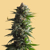 ¿Cuál es la duración del THC, compuesto principal del cannabis, en la saliva?﻿