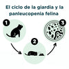 Cargar imagen en el visor de la galería, 2 Test Accudoctor Panleucopenia Felina Ag + Giardia Ag en Gatos
